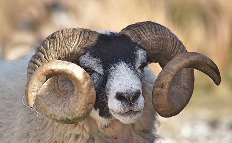 6 Aries Spirit Animals that Perfectly Represent the Sign