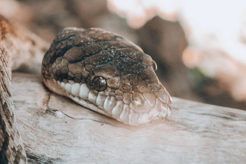 scorpio spirit animal snake