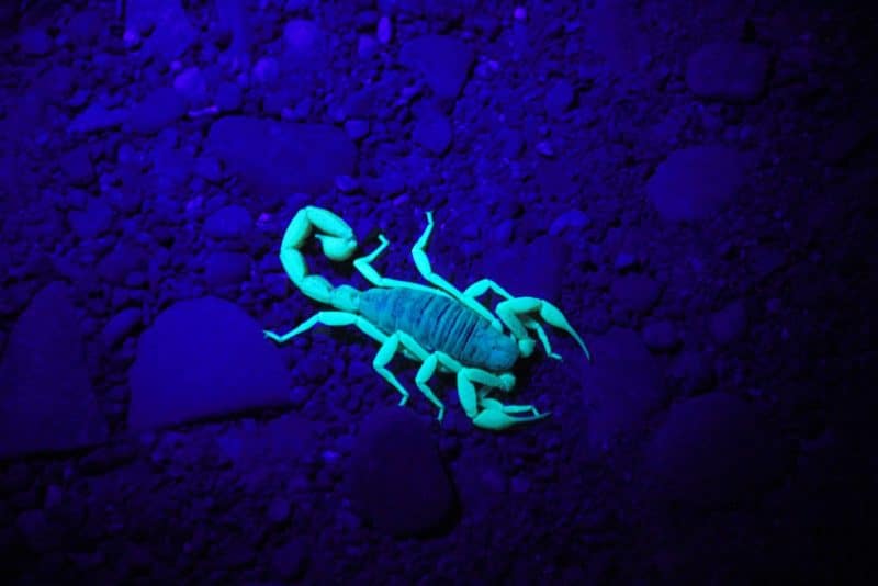 scorpion scorpio spirit animal