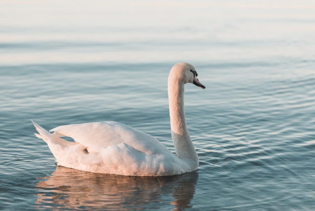 swan spirit animal libra zodiac sign
