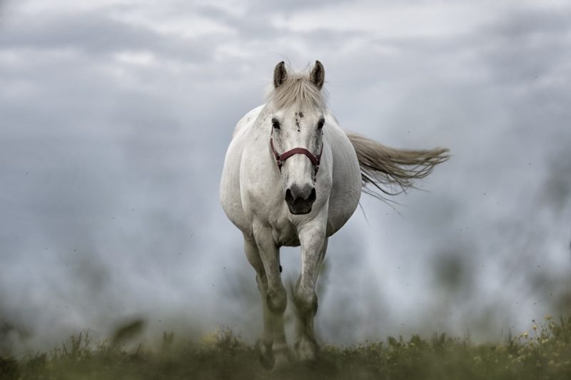 astrology zodiac spirit animal capricorn horse