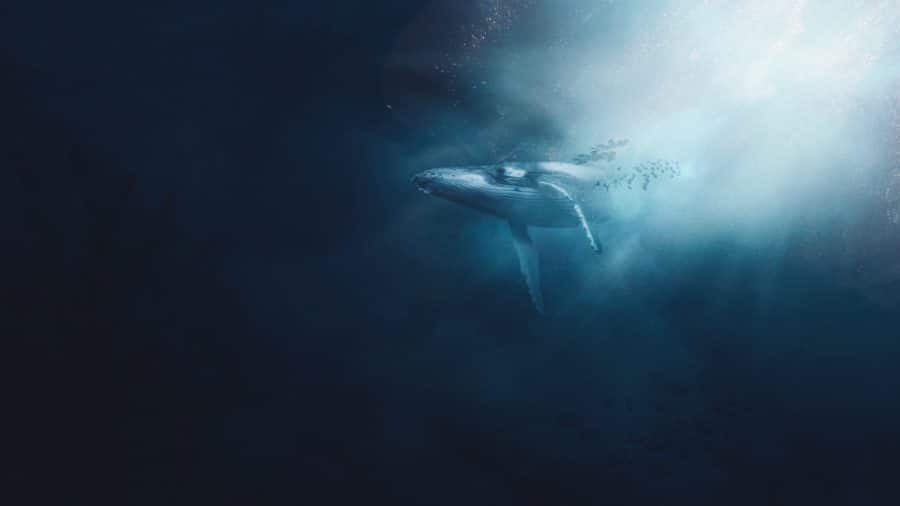 zodiac pisces spirit animal whale